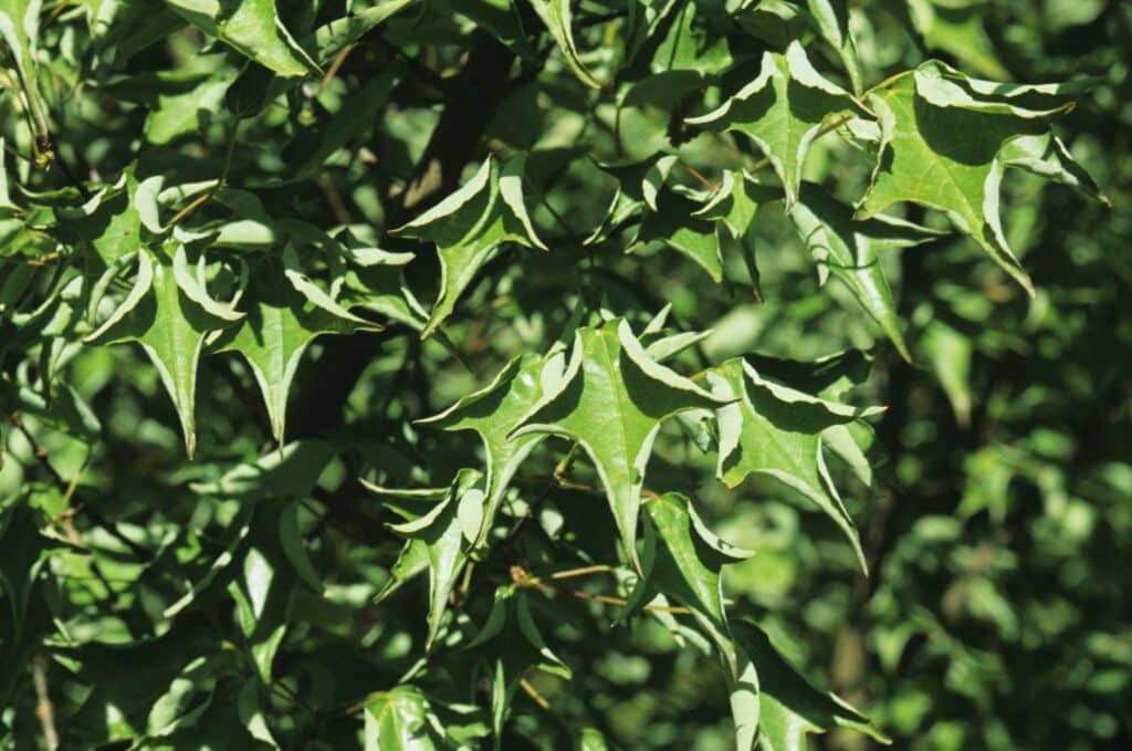 Palo Azul plant leaves